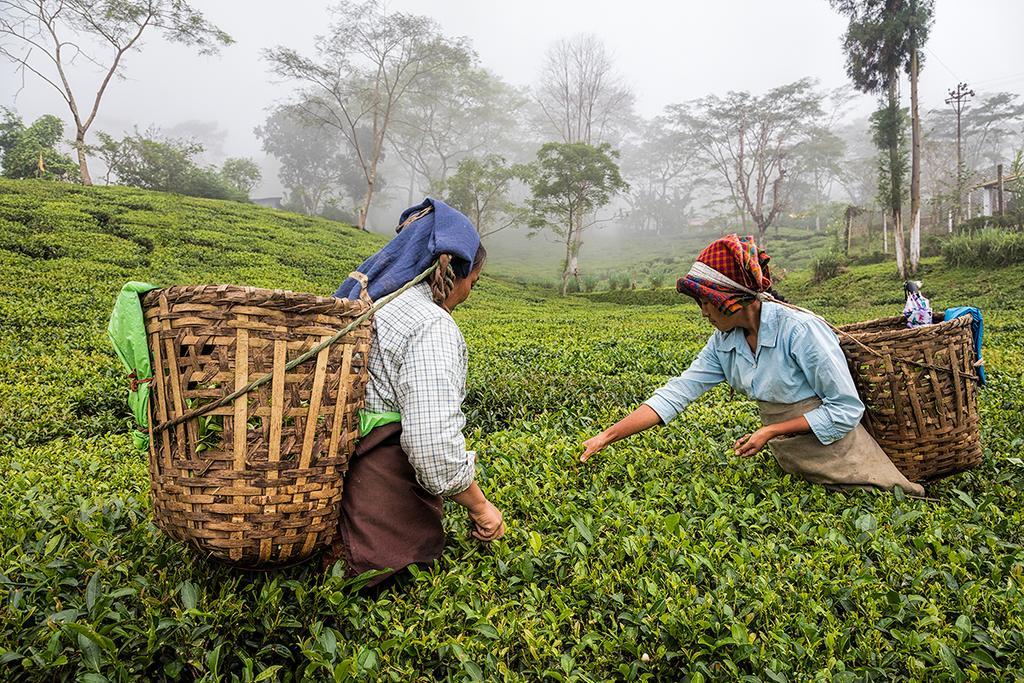Maison d'hôtes Ging Tea House à Darjeeling  Extérieur photo